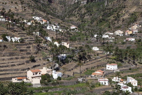 Canary Island Date Palms (Phoenix canariensis)