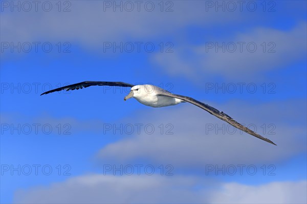 Shy albatross (Thalassarche cauta)