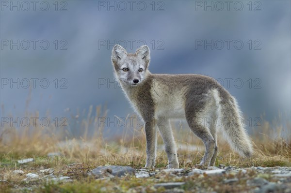 Arctic fox (Vulpes lagopus)