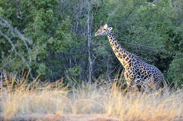 Rhodesian giraffe (Giraffa camelopardalis thornicrofti)