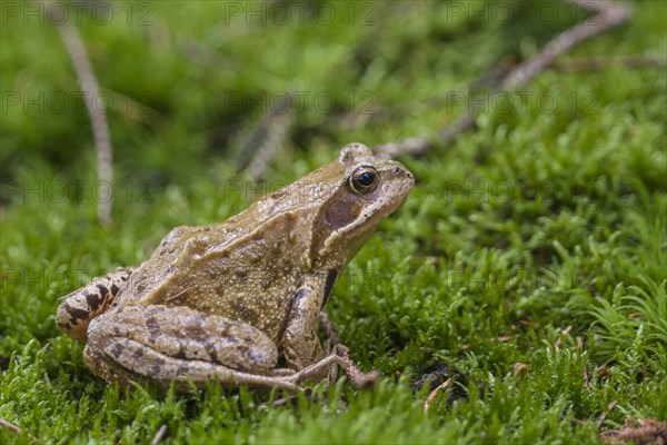 Common frog (Rana temporaria)