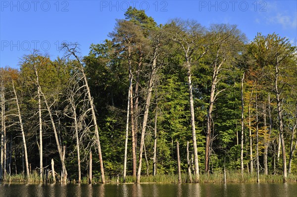 Lake Schweingartensee in the autumn