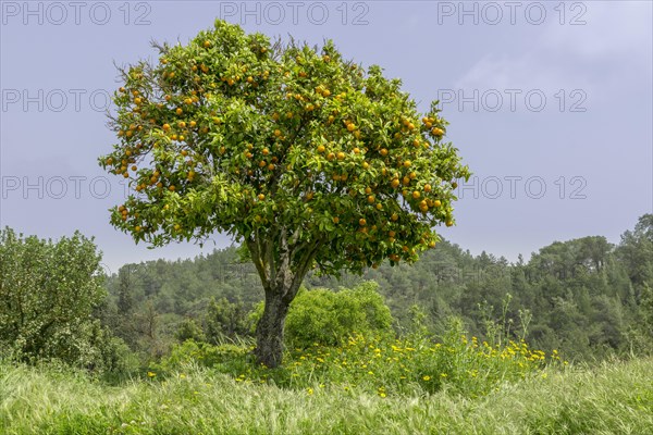 Orange tree