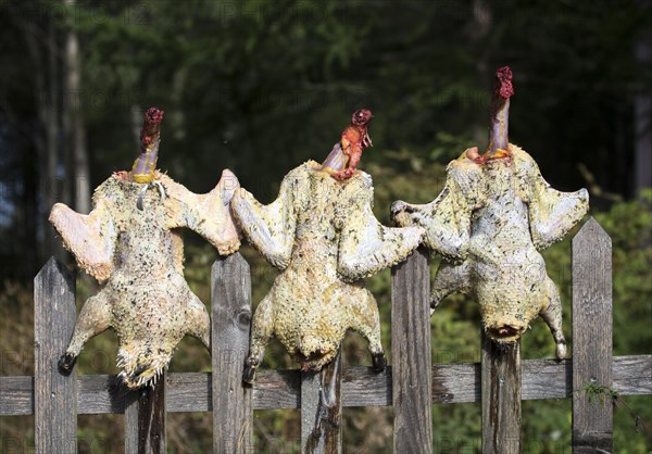 Freshly plucked chicken