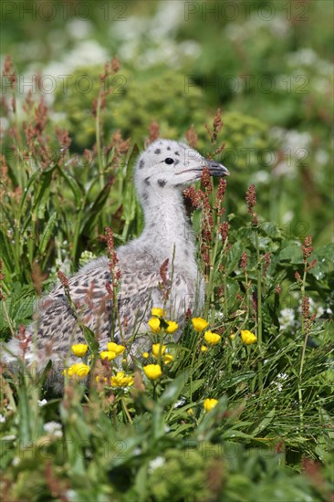 Great black-backed gull (Larus marinus)