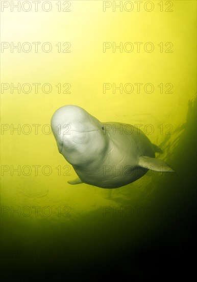 Beluga Whale or White Whale (Delphinapterus leucas)