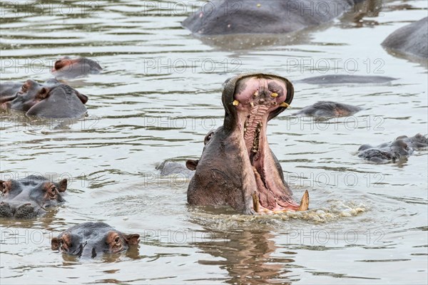 Hippopotamus (Hippopotamus amphibius)