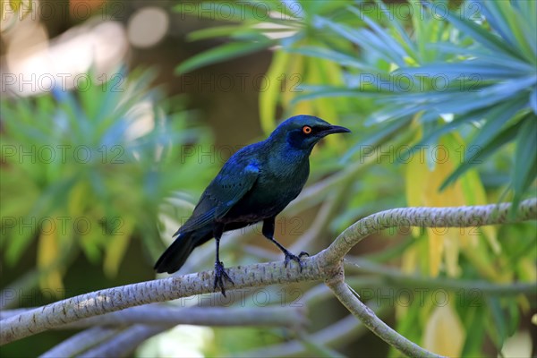 Greater blue-eared starling (Lamprotornis chalybaeus)