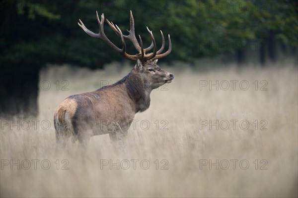 Red Deer (Cervus elaphus)