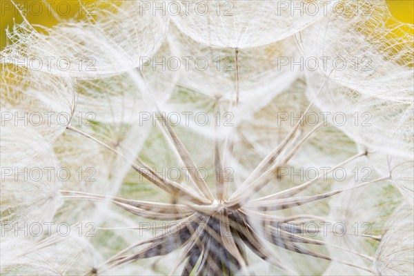 Meadow Salsify (Tragopogon pratensis)