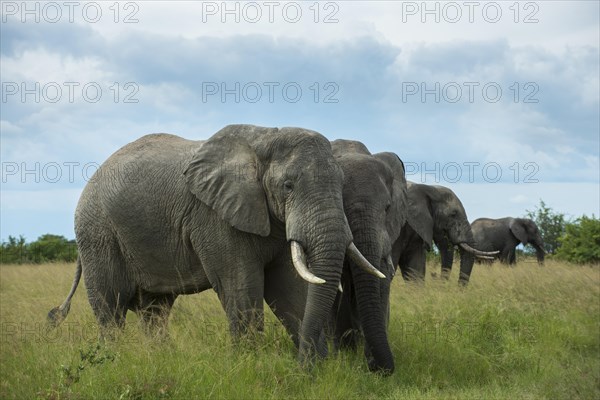 African Elephants (Loxodonta africana)