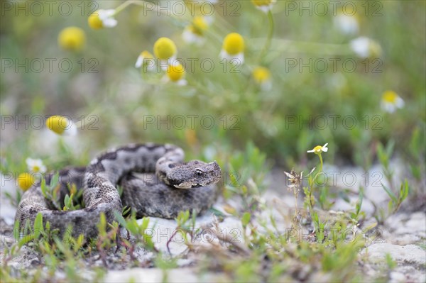 Horned Viper (Vipera ammodytes)