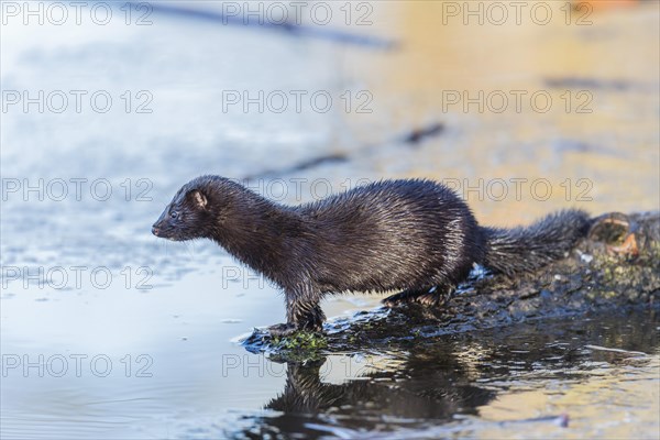 American mink (Neovison vison)