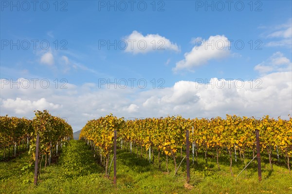 Vineyard