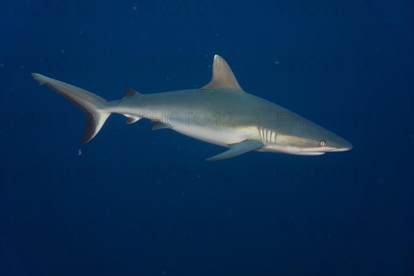 Grey Reef Shark (Carcharhinus amblyrhynchos)