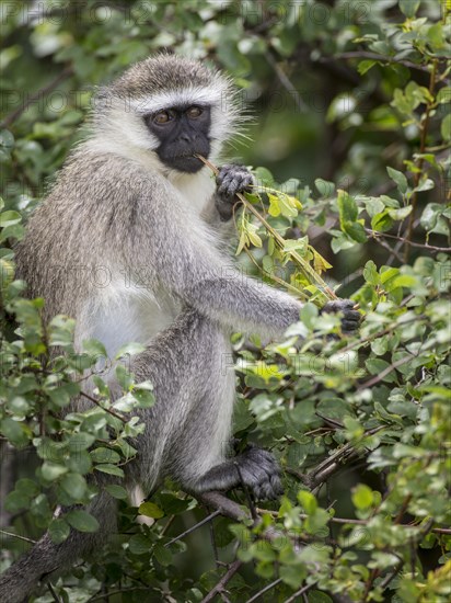 Reddish-green Vervet Monkey (Chlorocebus pygerythrus rufoviridis)