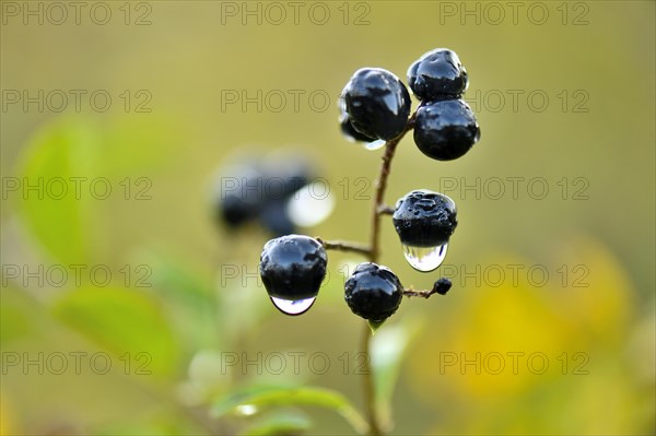 Privet (Ligustrum vulgare) with berries and dewdrops