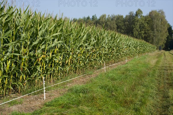 Electric protection fence against wild boar at a corn field