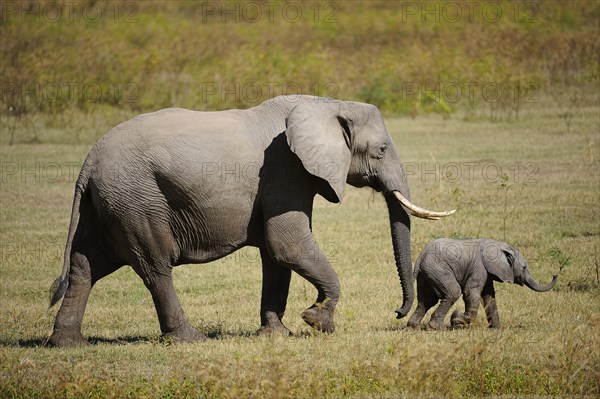 African Elephant (Loxodonta africana)