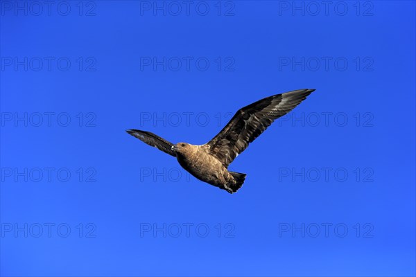 Subantarctic Skua or Brown Skua (Stercorarius antarcticus lonnbergi)