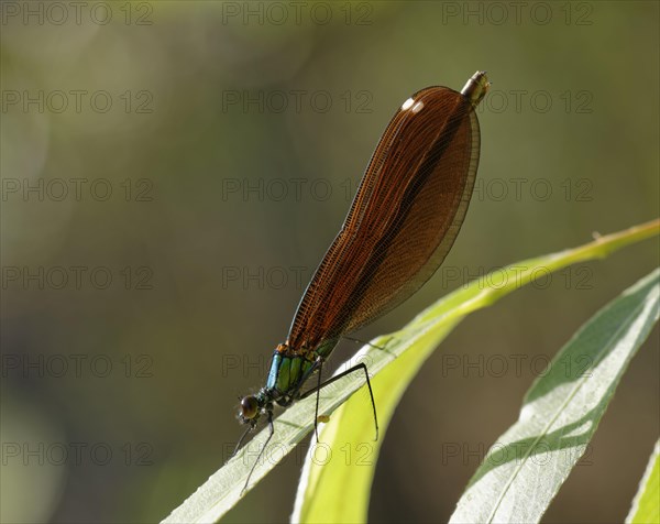 Beautiful Demoiselle (Calopteryx virgo)