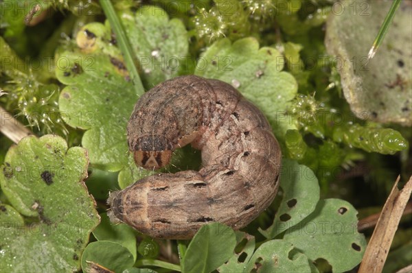 Large Yellow Underwing Moth (Noctua pronuba)