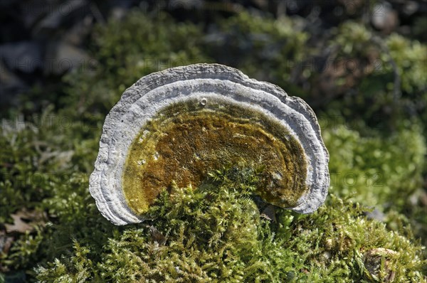 Lumpy bracket (Trametes gibbosa)