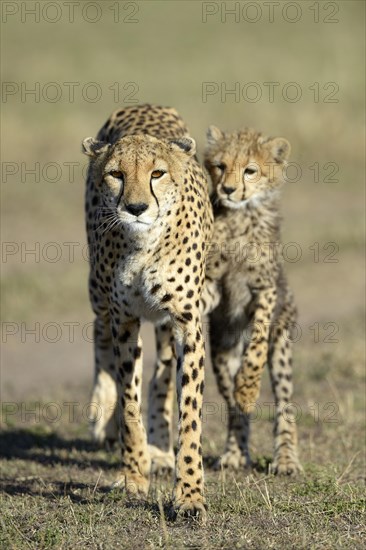 Cheetah (Acinonyx jubatus)