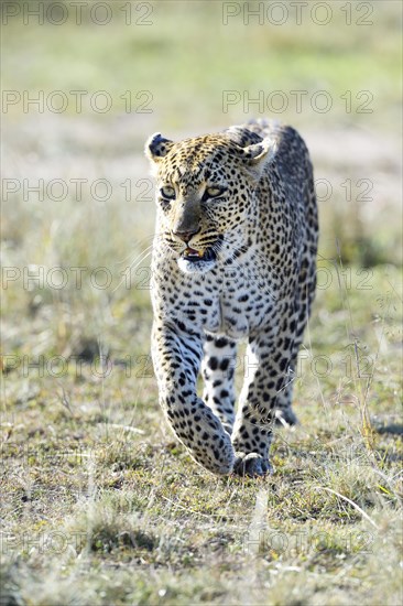 Leopard (Panthera pardus)