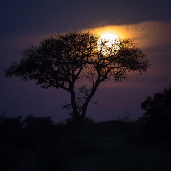 Umbrella thorn acacia (umbrella acacia tortilis) with full moon