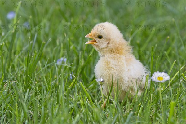 Bantam chick