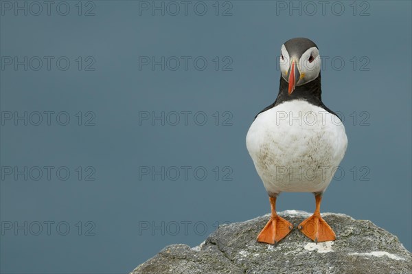 Puffin (Fratercula arctica) on a rock