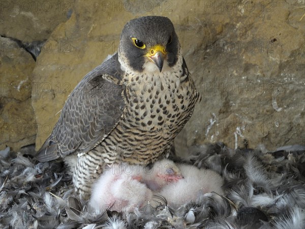 Peregrine Falcon (Falco peregrinus)