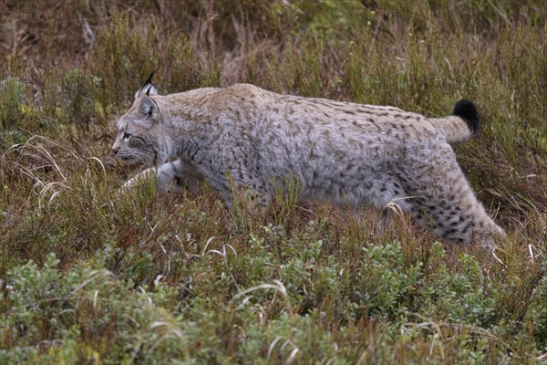 Eurasian lynx (Lynx lynx)