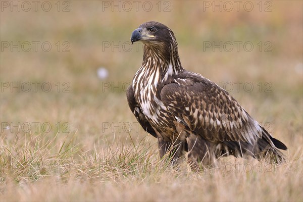 White-tailed Eagle (Haliaeetus albicilla) on an autumn meadow