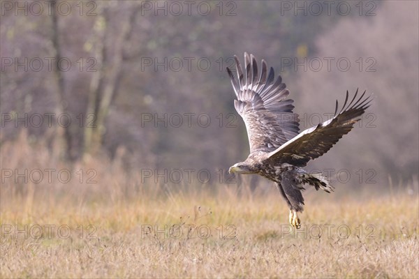 White-tailed Eagle (Haliaeetus albicilla) in flight in an autumn landscape