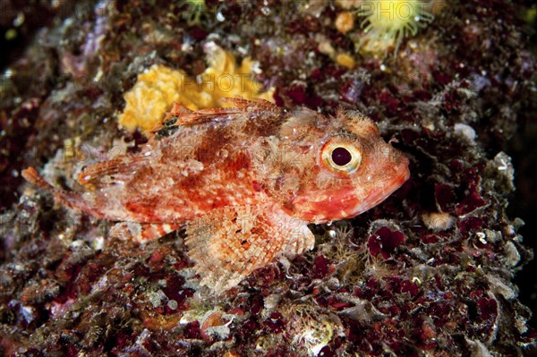 Small red scorpionfish (Scorpaena notata)