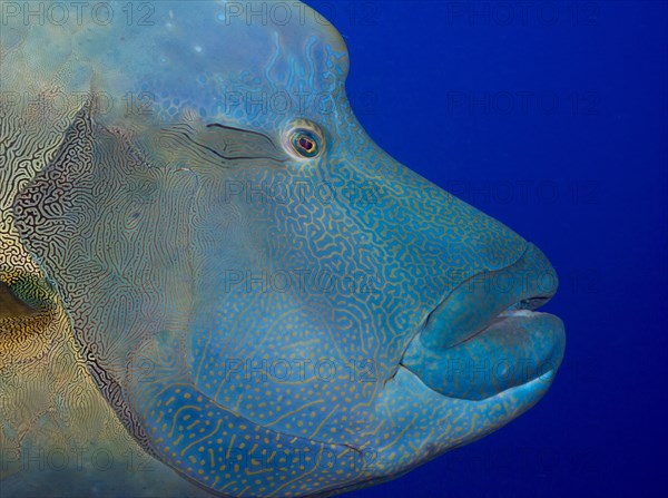 Humphead wrasse (Cheilinus undulatus)