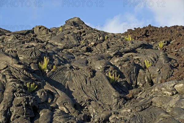 Plants growing on lava