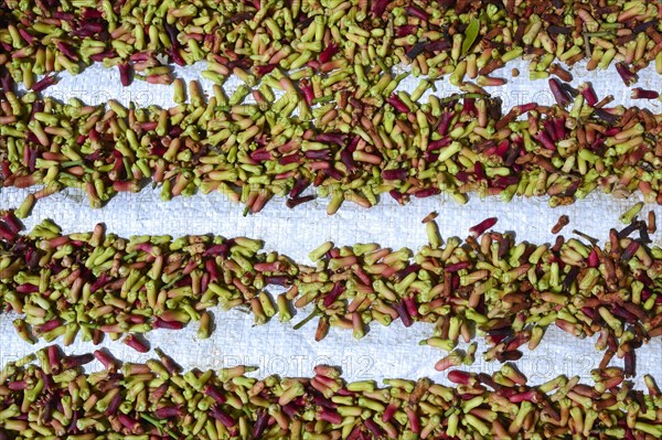 Freshly-harvested cloves (Syzygium aromaticum) laid out to dry