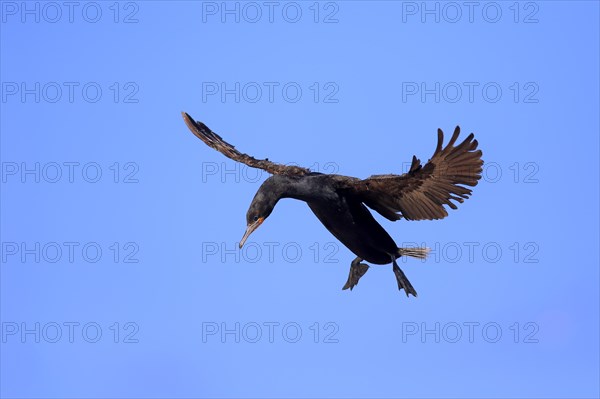 Cape Cormorant or Cape Shag (Phalacrocorax capensis)