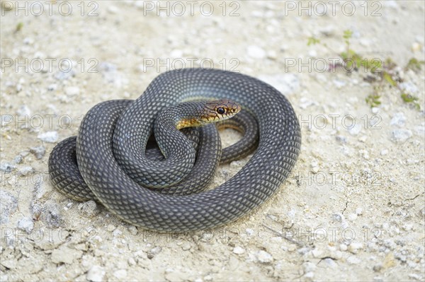 Caspian Whipsnake (Dolichophis caspius)