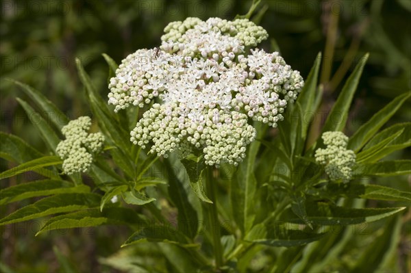 Dwarf Elder (Sambucus ebulus)