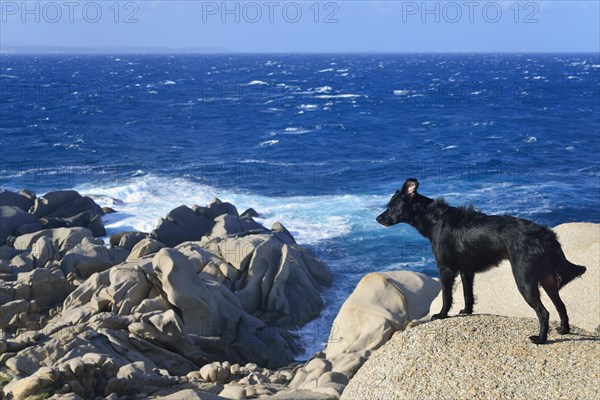Black dog on a rock by the sea