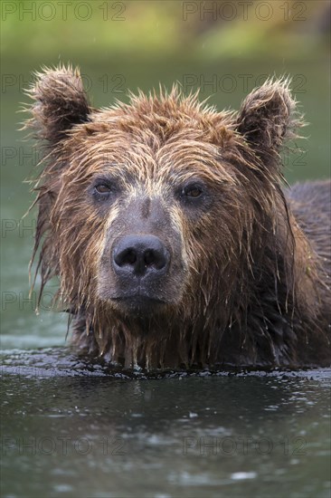 Brown bear (Ursus arctos)