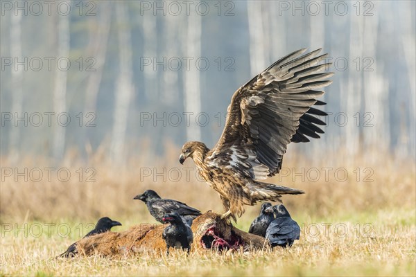 Young Eagle (Haliaeetus albicilla)