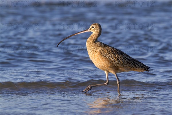 Long-billed curlew (Numenius americanus) foraging in shallow water