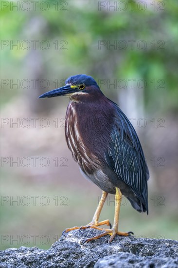 Green Heron (Butorides virescens)