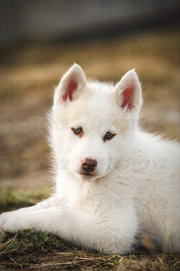 Greenland Dog or Greenland Husky