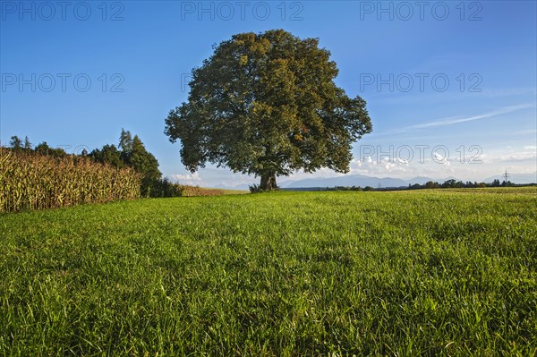 Old Lime Tree (Tilia)